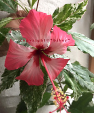 Rar hibiscus rosa gebraucht kaufen  Ebern