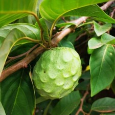 Cherimoya fruit live for sale  Kingsburg