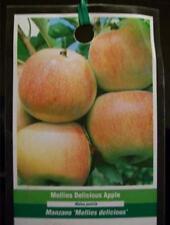 Mollies delicious apple for sale  Ben Wheeler