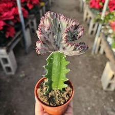 Grafted euphorbia lactea for sale  Covina