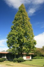 Metasequoia glyptostroboides d for sale  HORSHAM