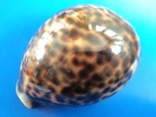 Cypraea tigris madagascar d'occasion  Brioude