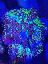 Magic carpet mashroom for sale  STOCKPORT