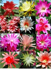 Set mystery epiphyllum for sale  Prospect Heights