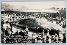 Redwood Highway Whaling Station Sperm Whale Eureka CA RPPC Photo Postcard comprar usado  Enviando para Brazil