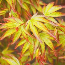 Japanese maple little for sale  GLASGOW