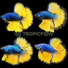 Mustard gas blue for sale  San Diego