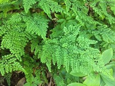 Adiantum venustum hardy for sale  BECCLES