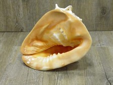 Conchiglia naturale mare usato  Siniscola