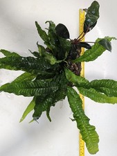 Aquarium plants dragon for sale  SMETHWICK