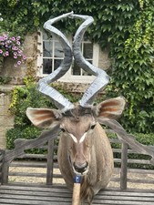 Taxidermy kudu. rare for sale Taxidermy kudu. rare for sale  MANSFIELD