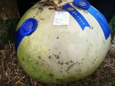 Zucca fiasco gigante usato  Italia