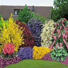 Mixed mature garden for sale  NEWTOWNARDS