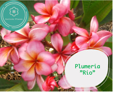 plumeria gebraucht kaufen  Mannheim