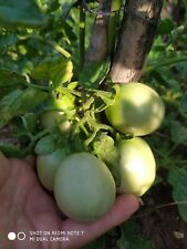 POMODORO SICCAGNO, SICILIANO,NON HA BISOGNO DI ACQUA,PER SICCITÁ,SEMI,SEEDS,RARO comprar usado  Enviando para Brazil