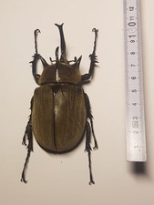 Megasoma gyas männchen gebraucht kaufen  Halle