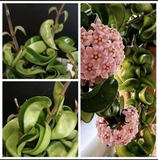 Hoya cornosa compacta. for sale  NOTTINGHAM