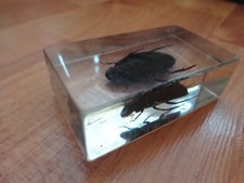 Asian water beetle for sale  MARKET HARBOROUGH