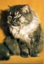 Czech russian cat for sale  Joshua