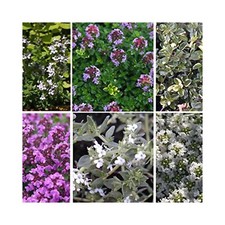 Collection thyme starter for sale  WICKFORD