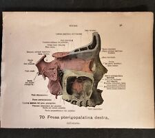 Coppia stampe anatomiche usato  San Martino Dall Argine