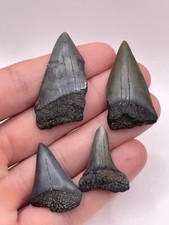 mako shark tooth for sale mako shark tooth for sale Charleston