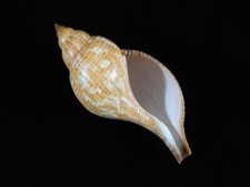 Concha do mar Fasciolaria tulipa 153mm ID#9015 comprar usado  Enviando para Brazil