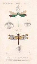 1861 dragonfly print for sale  BIDEFORD