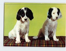 Cartão postal foto de dois cachorros sentados comprar usado  Enviando para Brazil