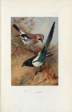 Jay magpie antique for sale Jay magpie antique for sale  COLEFORD