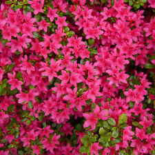 Azalea rhododendron anne for sale  Shipping to Ireland