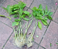 Engelstrompete farbenroulette  gebraucht kaufen Engelstrompete farbenroulette  gebraucht kaufen  Braunschweig