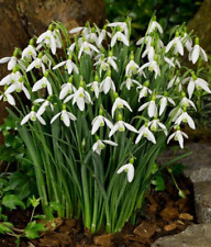 Schneeglöckchen galanthus elw gebraucht kaufen  Deutschland