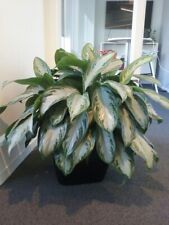 Aglaonema silver bay for sale  Homestead