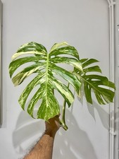 Variegated monstera albo for sale  EASTBOURNE