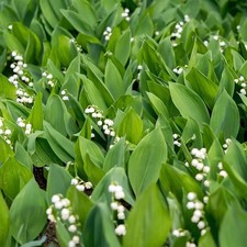 Convallaria majalis muguet d'occasion Convallaria majalis muguet d'occasion  Pouzauges