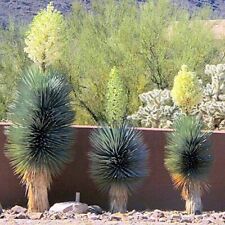 Blue yucca tree for sale  Lincolnton