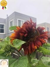 Sunflower double headed for sale  BRIGHTON