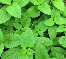 Lemon balm seeds for sale  Berwyn