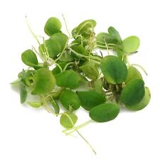 Limnobium laevigatum frogbit for sale  HOUNSLOW