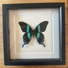 Entomology art decor for sale  Tampa