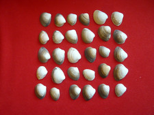 Venusmuscheln muscheln stsee gebraucht kaufen  Torgau