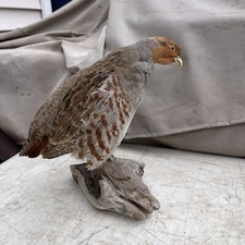 Vintage grey partridge for sale  Chicago