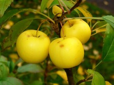 Holzapfel malus sylvestris gebraucht kaufen  Tauberbischofsheim