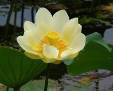 Frische nelumbo lutea gebraucht kaufen  Recklinghausen