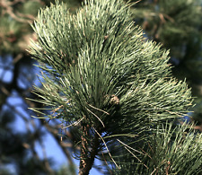Pinus nigra pino usato  Napoli