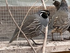 Californian quail eggs for sale  Gresham