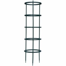 Garden climbing tomato for sale  KETTERING