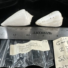 Seashells conus sulfates for sale  Warner Robins
