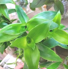 Top callisia fragrans gebraucht kaufen  Nürnberg